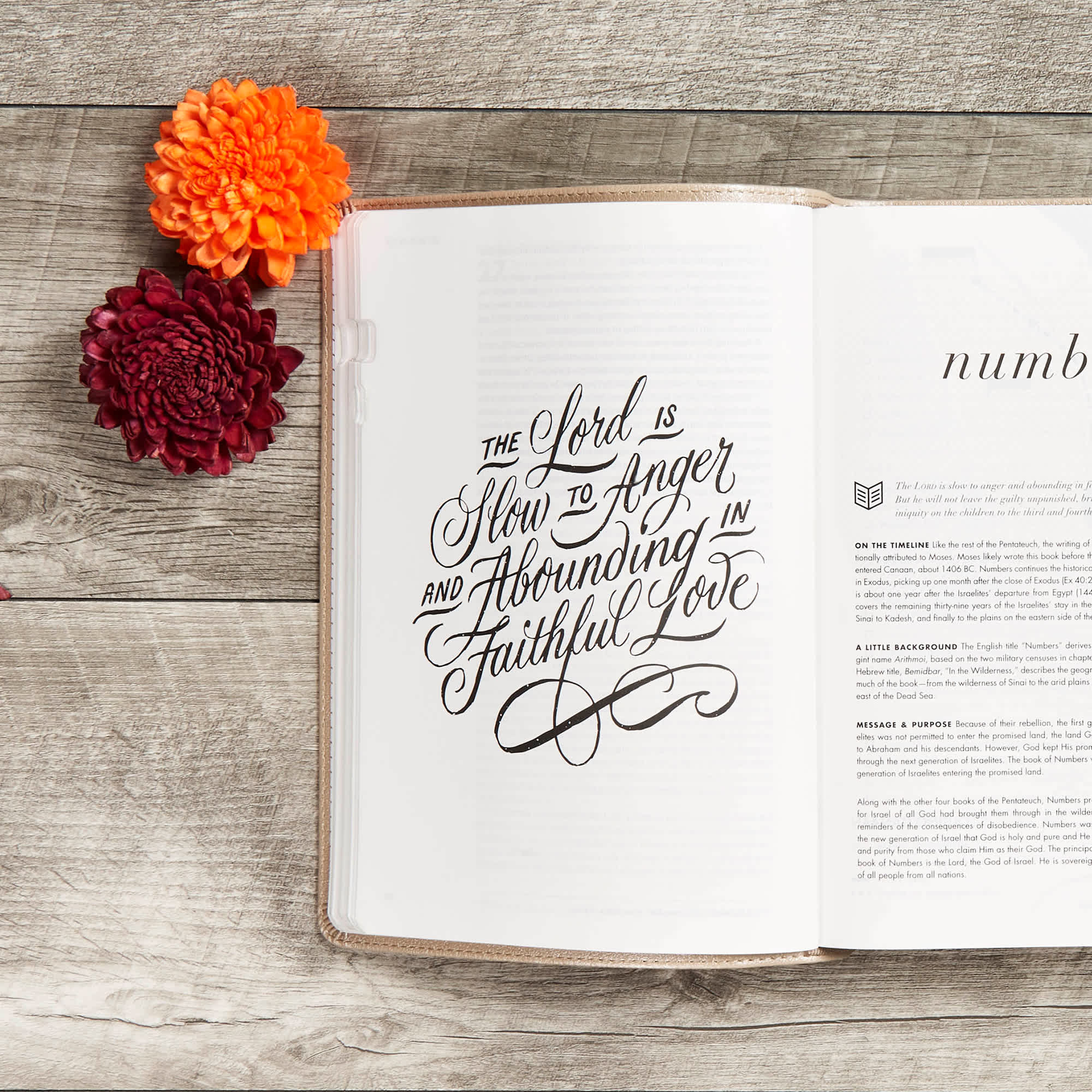 slide 5 of 10 for CSB She Reads Truth Bible, Champagne Gold LeatherTouch, Indexed