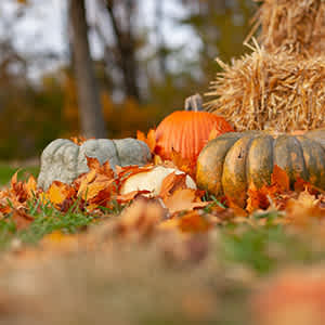 Thanksgiving/Fall Church Supplies