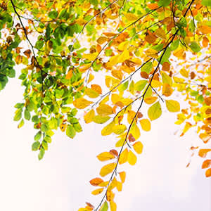 Seasonal Supplies