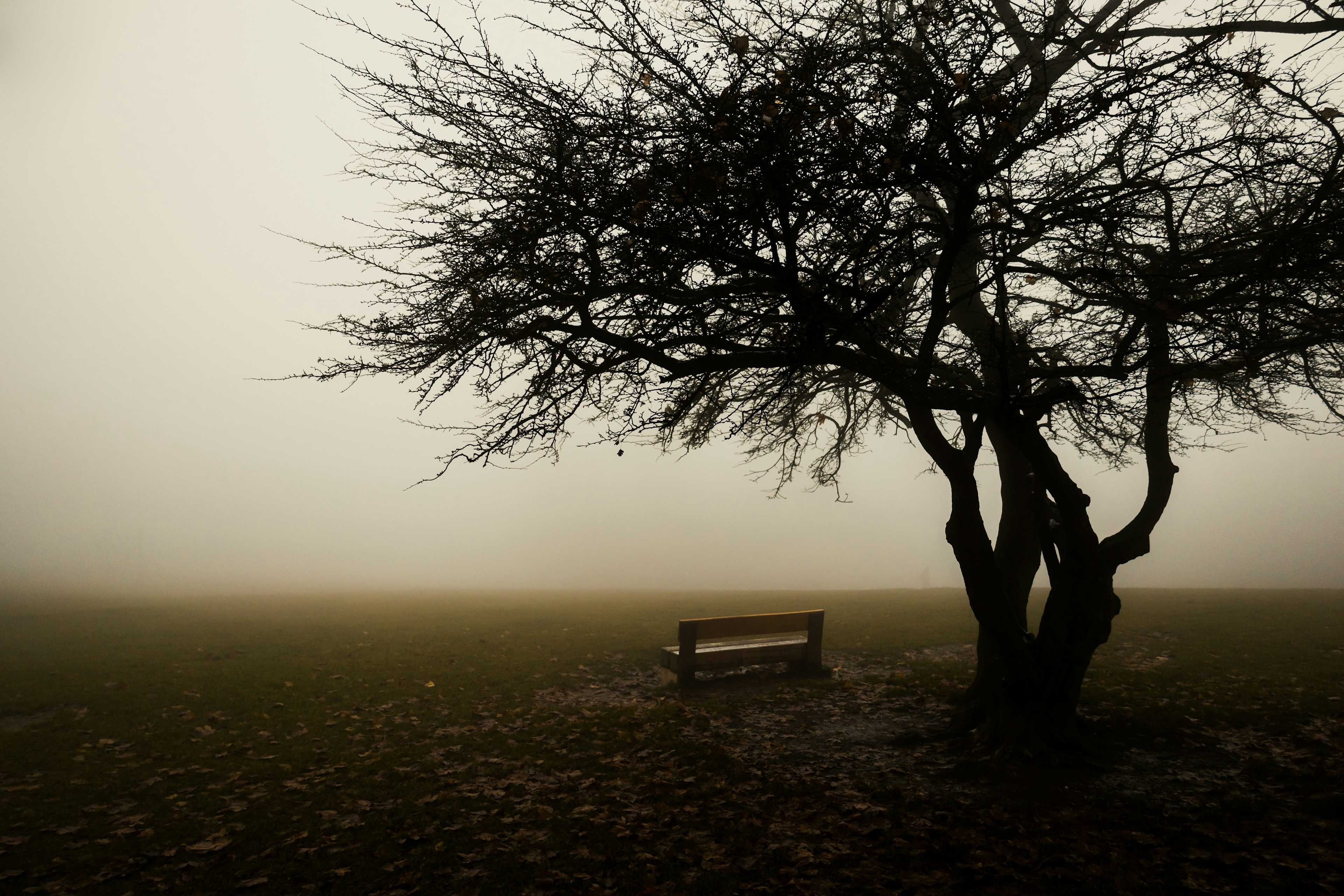 bench under a tree with fog
