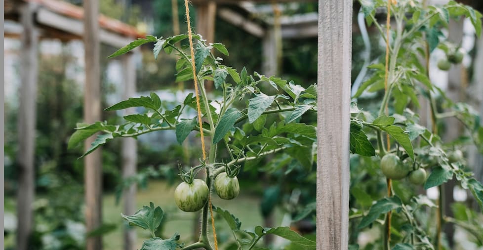 green tomato plant vines on a trellis