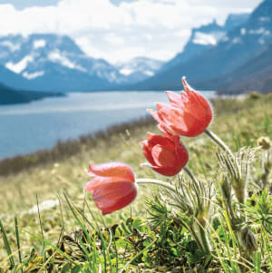 flowers on hillside with lake and mountains in background