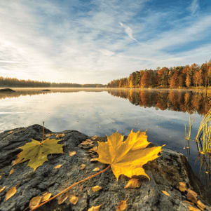fall leaves with lake in background